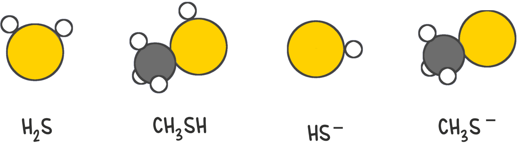 Thiols (RSH) and thiolates (RS⁻) are strong nucleophiles due to sulfur's larger size and high polarizability, enhancing their reactivity in nucleophilic substitutions.