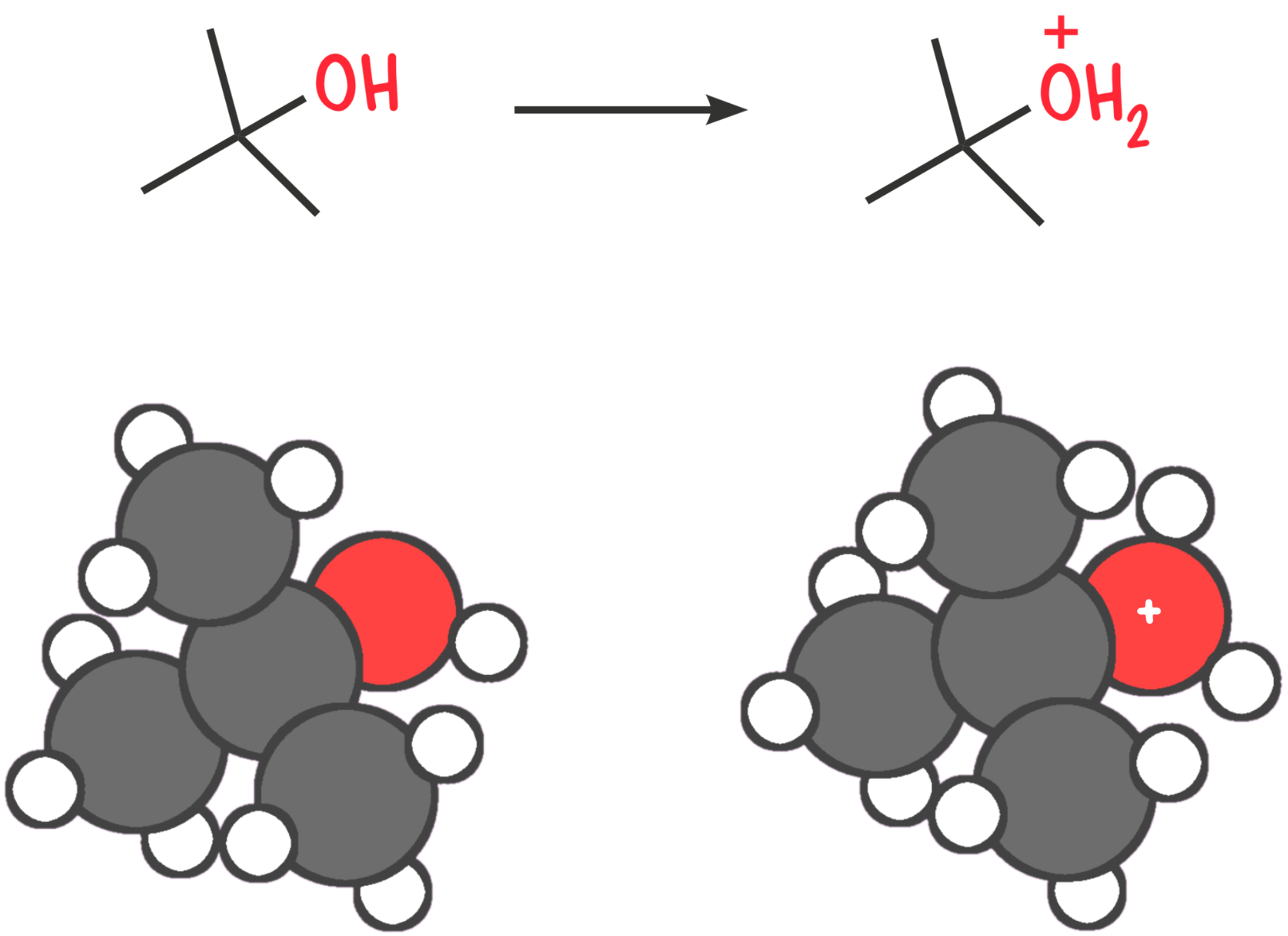 Diagram illustrating protonation of an alcohol to form an oxonium ion, enhancing the leaving group for E1 reaction mechanisms