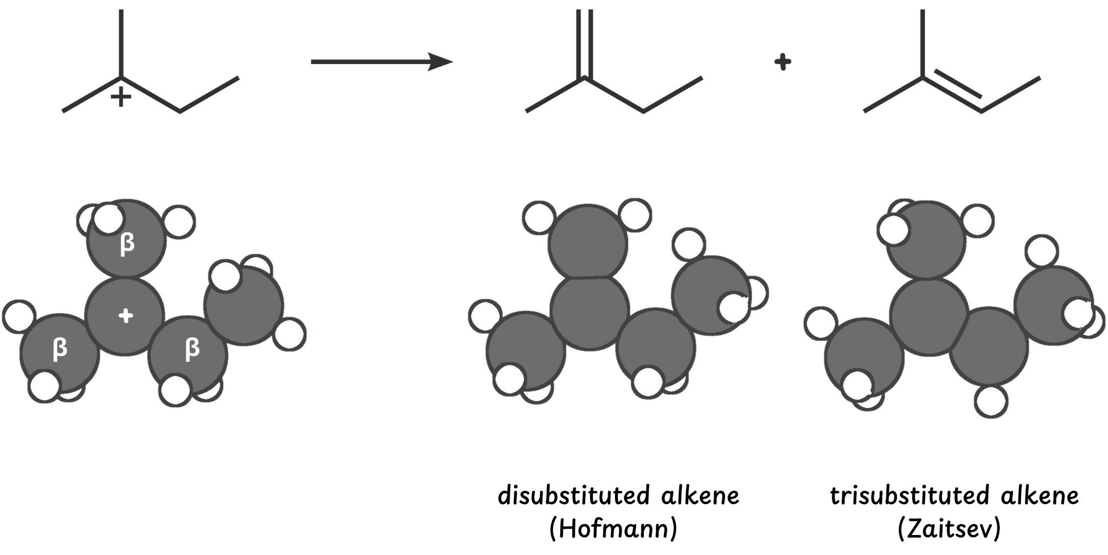 Diagram showing how Zaitsev’s rule predicts the formation of the more substituted alkene (Zaitsev product) versus the less substituted Hofmann product during E1 elimination